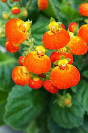 Orange Calceolaria Perennial Flower Seeds for Planting – Heirloom, Non-GMO, High Germination Organic Garden Seeds