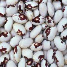 Orca Bean Plant Seeds for Planting – Heirloom & Non-GMO, High Germination Organic Seeds for Protein-Rich Home Garden Crops