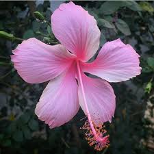 Pink Hibiscus Flower Seeds for Planting – Heirloom Non-GMO, High Germination Organic Garden Seeds