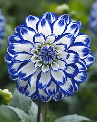 Blue White Dahlia Flower Seeds for Planting – Garden Favorite, Heirloom, Non-GMO, High Germination Organic Garden Seeds