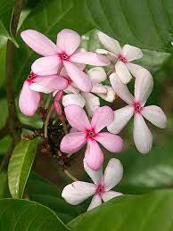 Light Pink Gardenia Flower Seeds for Planting – Heirloom, Non-GMO, Fragrant, High Germination Seeds