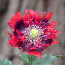 Drama Queen Poppies Flower Seeds for Planting – Heirloom Non-GMO, High Germination Organic Garden Seeds