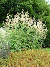 Green Macleaya Cordata Seeds for Planting – Heirloom & Non-GMO Ornamental Plant Seeds for Bold Garden Borders