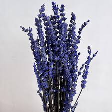 Dark Blue Lavender Flower Seeds for Planting - Heirloom, Non-GMO, High Germination Organic Garden Seeds