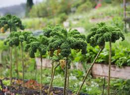 Walking Stick Kale Seeds for Planting – Heirloom Non-GMO Organic Garden Seeds – Tall Stems & Nutritious Leafy Greens