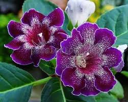 Dark Purple Blue Gloxinia Flower Seeds for Planting - Heirloom, Non-GMO, Organic Garden Seeds for Home Garden