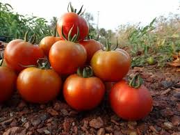 Tomato Vegetable Seeds for Planting – Red Hybrid Heirloom Non-GMO, High Germination Organic Garden Seeds for Juicy Harvest