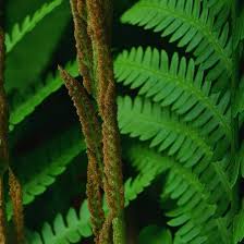 Cinnamon Fern Spores Flower Seeds for Planting – Heirloom Non-GMO Organic Garden Seeds