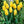 Yellow Tulip Flower Seeds for Planting – Heirloom Non-GMO Organic Garden Seeds – Compact Growth, High Germination