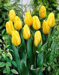 Yellow Tulip Flower Seeds for Planting – Heirloom Non-GMO Organic Garden Seeds – Compact Growth, High Germination