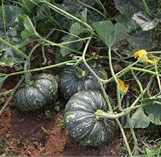 Calabaza or Sweet Pumpkin flower seeds for planting - Heirloom & Non-GMO Garden Seeds