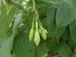 Loroco Flower Seeds for Planting - Heirloom, Non-GMO, Shade Tolerant Organic Garden Seeds