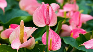 Pink Anthurium Perennial Flower Seeds for Planting – Perfect for Borders, Heirloom, Non-GMO, High Germination Organic Garden Seeds