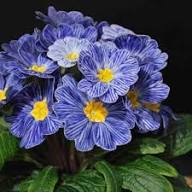 Blue Zebra Primula Flower Seeds for Planting | Heirloom Non-GMO High Germination Organic Garden Seeds