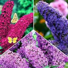 Knight Butterfly Bush Flower Seeds for Planting – Heirloom, Non-GMO, High Germination Organic Garden Seeds