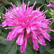 Pink Monarda Flower Seeds for Planting | Heirloom Non-GMO Organic Garden Seeds