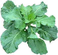 Georgia Collard Greens Seeds