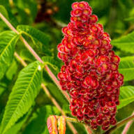 Red Typhina Flower Seeds for Planting – Heirloom, Non-GMO, High Germination Organic Garden Seeds