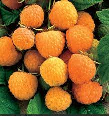 Fruit Seeds,Garden seeds, Seeds For Planting,Plant Seeds