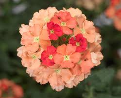 Peach Verbena Didyma Flower Seeds for Planting – Heirloom, Non-GMO, High Germination Organic Garden Seeds