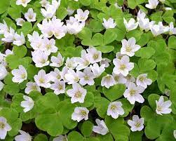 Flower Seeds, Seeds,Seeds For Planting,Plant Seeds
