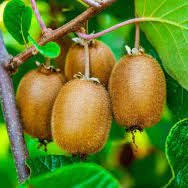 Fruit Seeds,Garden seeds, Seeds For Planting,Plant Seeds