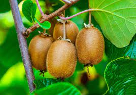 Fruit Seeds,Garden seeds, Seeds For Planting,Plant Seeds