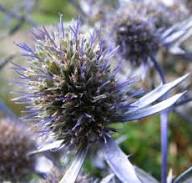 Blue Holly Eryngium Flower Seeds for Planting | Heirloom Non-GMO High Germination Organic Garden Seeds