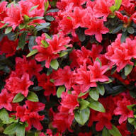 Pink Azalea Flower Seeds for Planting – Heirloom, Non-GMO, High Germination Organic Garden Seeds