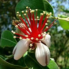Feijoa Sellowiana Flower Seeds for Planting – Heirloom, Non-GMO, Easy to Grow Organic Garden Seeds