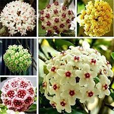 Mixed Hoya Flower Seeds for Planting - Heirloom, Non-GMO, High Germination Organic Garden Seeds