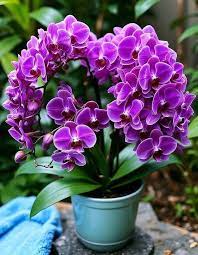Lavender Phalaenopsis Orchid Flower Seeds for Planting | Heirloom Non-GMO Organic Garden Seeds