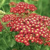 Red Yarrow Flower Seeds for Planting – Heirloom, Non-GMO, High Germination Organic Garden Seeds