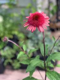 Pink Coneflower Seeds for Planting | Heirloom Non-GMO Organic Garden Seeds, Easy to Grow, High Germination