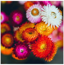 Strawflower Mix Flower Seeds for Planting | Heirloom Non-GMO High Germination Organic Garden Seeds