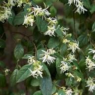 White Loropetalum Flower Seeds for Planting – Heirloom, Non-GMO, High Germination Organic Garden Seeds