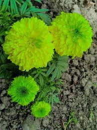 Marigold Green Flower Seeds for Planting – Heirloom, Non-GMO, High Germination Organic Garden Seeds