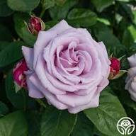 Lavender Rose Flower Seeds for Planting | Heirloom Non-GMO High Germination Organic Garden Seeds