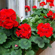 Geraniums Deep Red Flower Seeds for Planting – Heirloom Non-GMO High Germination Organic Garden Seeds