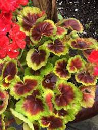 Mixed Variegated Geranium Flower Seeds for Planting – Hardy Variety, Heirloom, Non-GMO, High Germination Garden Seeds