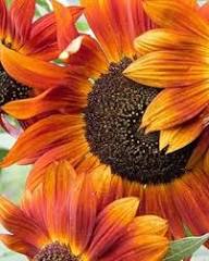 Orange Red SunFlower Seeds for Planting - Fragrant Blossoms, Heirloom & GMO Free Seeds for Home Garden Non-GMO