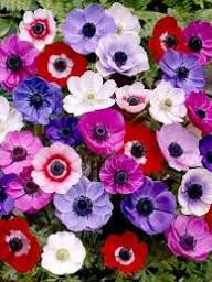 Anemone Flower Seeds for Planting – Heirloom Non-GMO High Germination Organic Garden Seeds