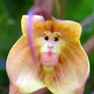 Monkey Orchid Flower Seeds for Planting – Sun Loving, Heirloom, Non-GMO, High Germination Organic Garden Seeds