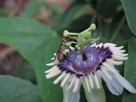 Colinvauxii Passion Flower Seeds for Planting – Heirloom, Non-GMO, Colorful Display Organic Garden Seeds
