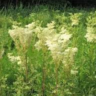 Green Filipendula Flower Seeds for Planting – Heirloom, Non-GMO, Fragrant Blossoms Organic Garden Seeds