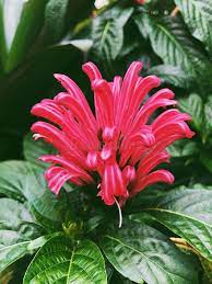 Red Pachystachys Flower Seeds for Planting – Heirloom Non-GMO, High Germination Organic Garden Seeds