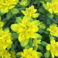 Euphorbia Lathyris Flower Seeds for Planting | Heirloom Non-GMO High Germination