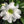 Adenium Flower seeds for Planting - Bright Blooms, Heirloom & GMO Free Seeds for Home Garden