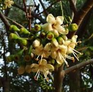 Light Yellow Ceiba Pentandra Flower Seeds for Planting – Cottage Garden Essential, Heirloom, Non-GMO, High Germination