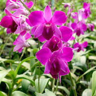 Butterfly Orchid Flower Seeds for Planting | Heirloom Non-GMO Organic Garden Seeds, Easy to Grow, High Germination